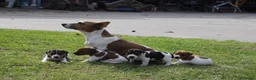 Jack Russel Terriër honden te koop: Jack russel - Advertentie 10