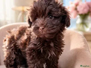 Maltipoo honden Maltipoo pup - Advertentie 1