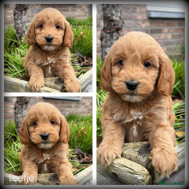 Cockapoo honden te koop: Cockapoo pups - Advertentie 1