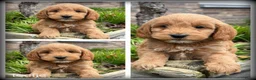 Cockapoo honden te koop: Cockapoo pups - Advertentie 1