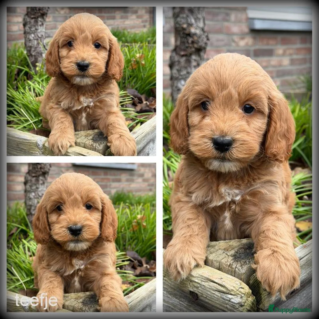 Cockapoo honden te koop: Cockapoo pups - Advertentie 1