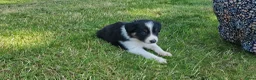 Border Collie honden te koop: Nog 1 Border Collie pup 3 kleur, heel verleidelijk - Advertentie 3