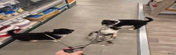 Australian Shepherd honden te koop: Nog 2 australian shepherd reutjes zoeken een thuis - Advertentie 6