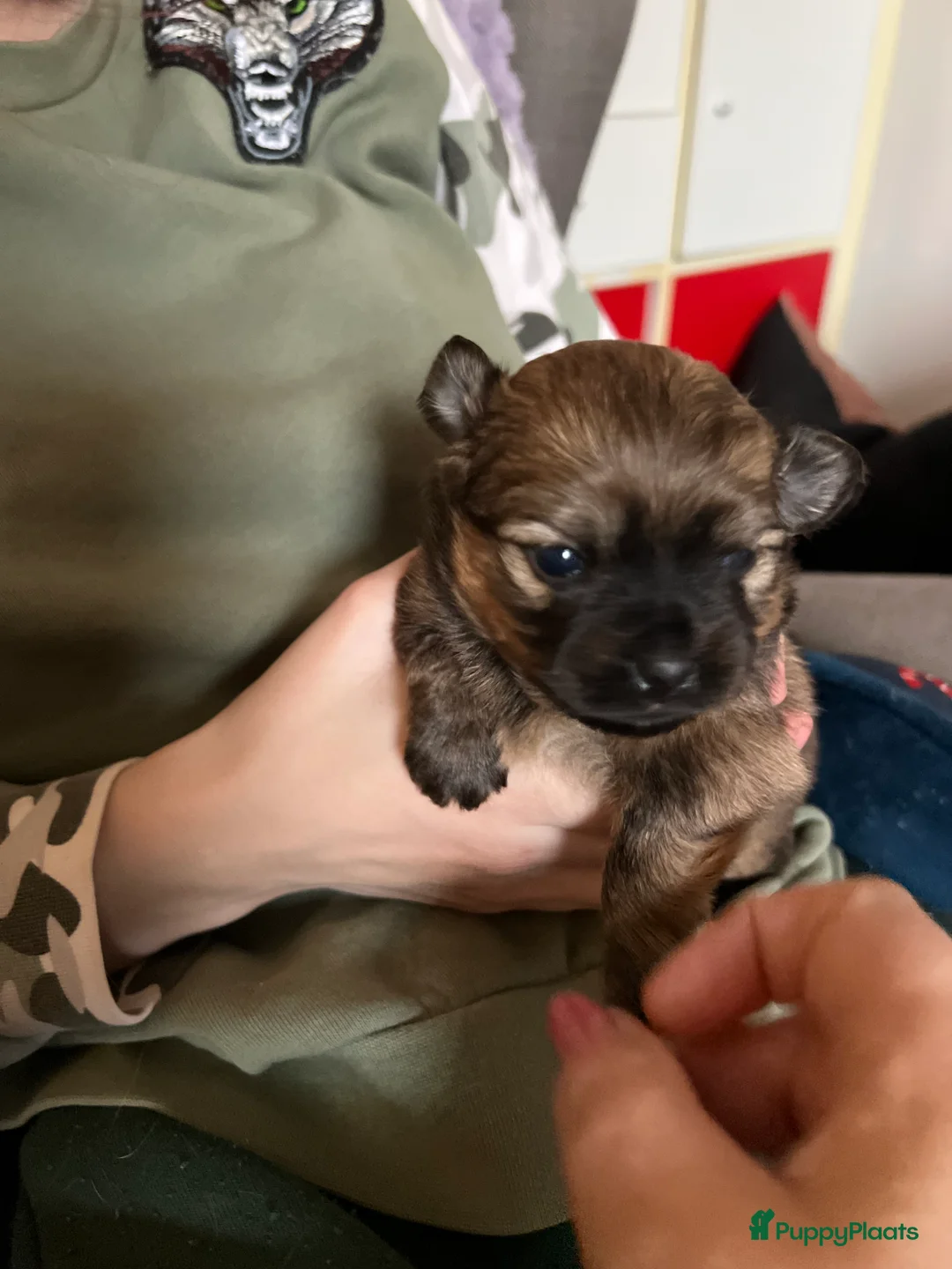 Pomchi honden te koop: Lieve Pomchi pups - Advertentie 32