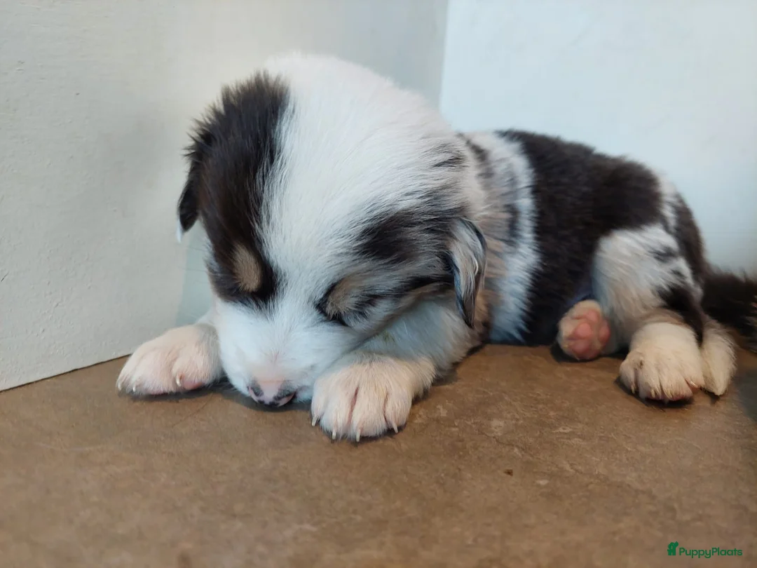 Australian Shepherd honden te koop: 🐾 Warme thuis voor Australian Shepherd pups 🐾 - Advertentie 8