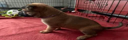 Mechelse Herder honden te koop: 2 Mechelse herder teefjes beschikbaar - Advertentie 6