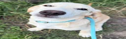 Kruising honden te koop: Jacco - Advertentie 2