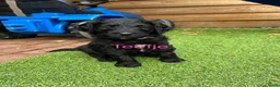 Labradoodle honden te koop: Prachtige multigen Labradoodle medium pups - Advertentie 5
