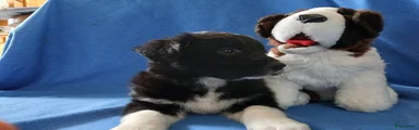 Kruising Puppy 5