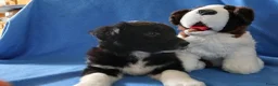 Kruising honden te koop: Prachtige puppy's Border-Collie/Golden Retriever - Advertentie 6