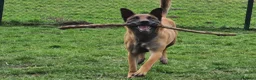 Kruising honden te koop: Prachtige Border Collie x Mechelse Herder pups F1 - Advertentie 13
