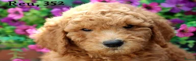 Goldendoodle 2