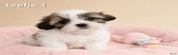 Boomer honden te koop: Super mooie boomer pups. Shih tzu  - Advertentie 5