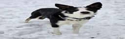 Kruising honden ter dekking: Sportieve reu zoekt passende teef in Zoetermeer - Advertentie 8
