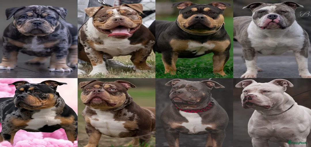 Galerij afbeelding {{count}}