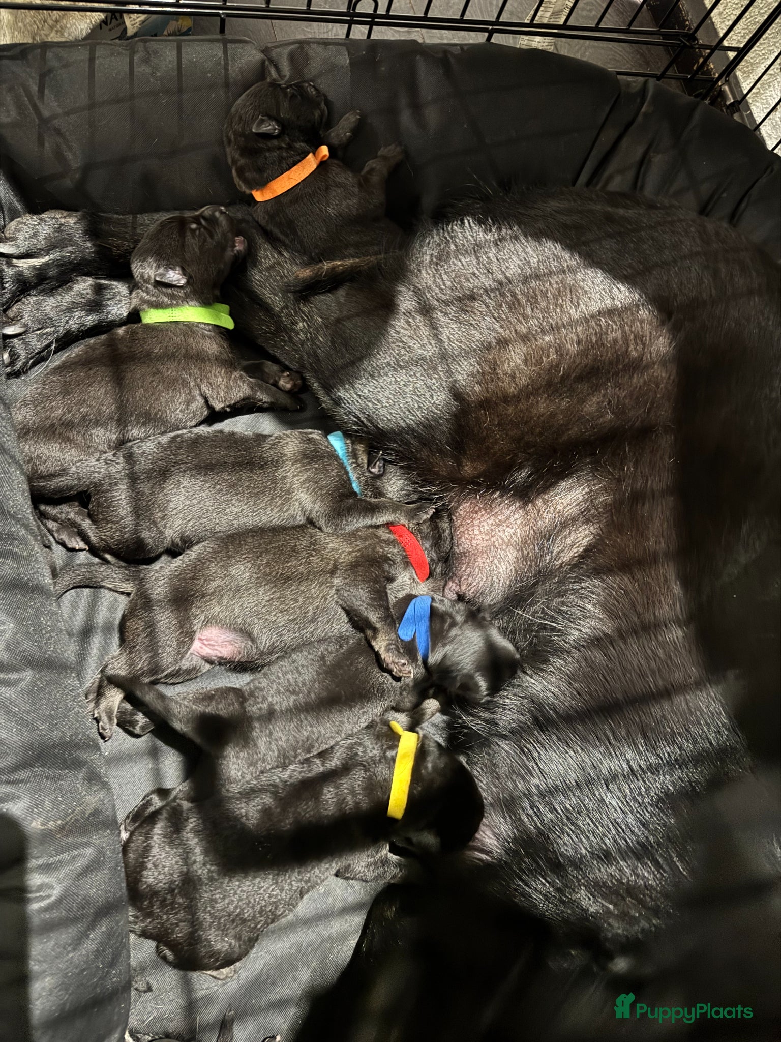 Duitse Herder honden 3 male Veo shephers  - Advertentie 1