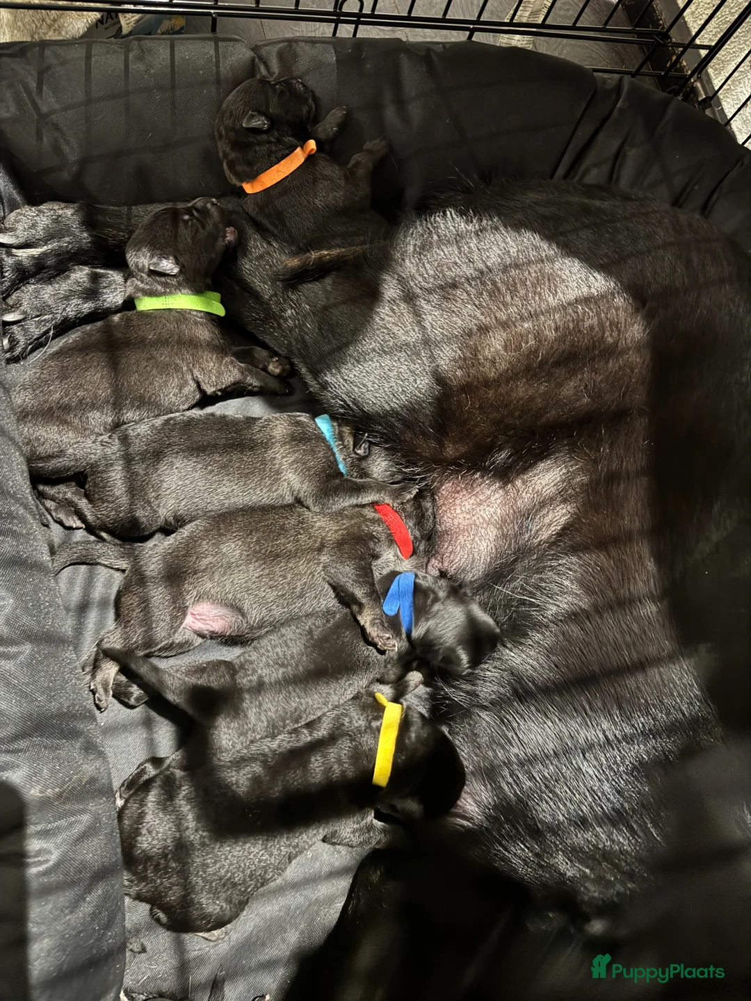 Duitse Herder honden te koop: 3 male Veo shephers  - Advertentie 1