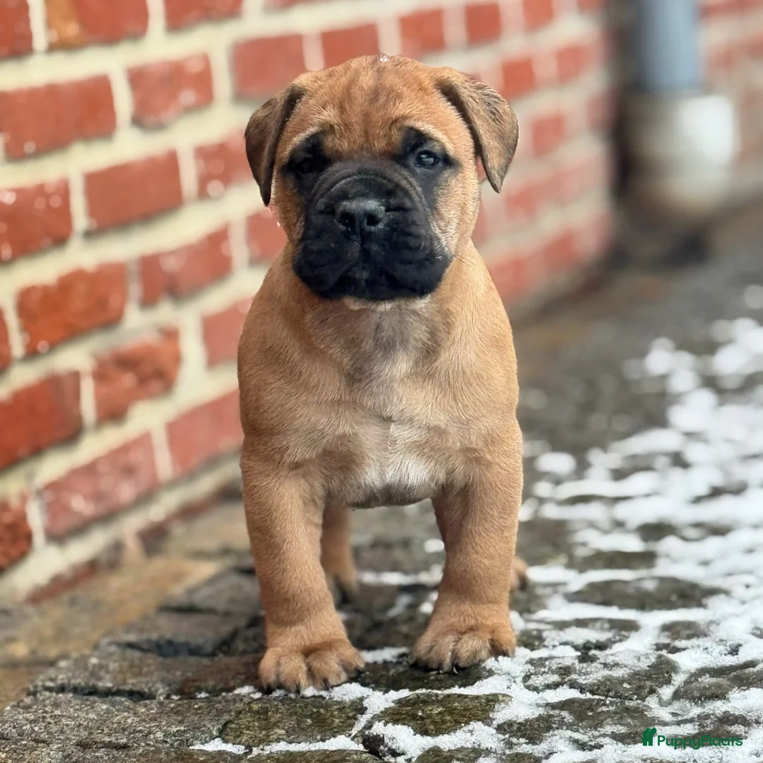 Bullmastiff honden te koop: Bullmastiff  - Advertentie 12