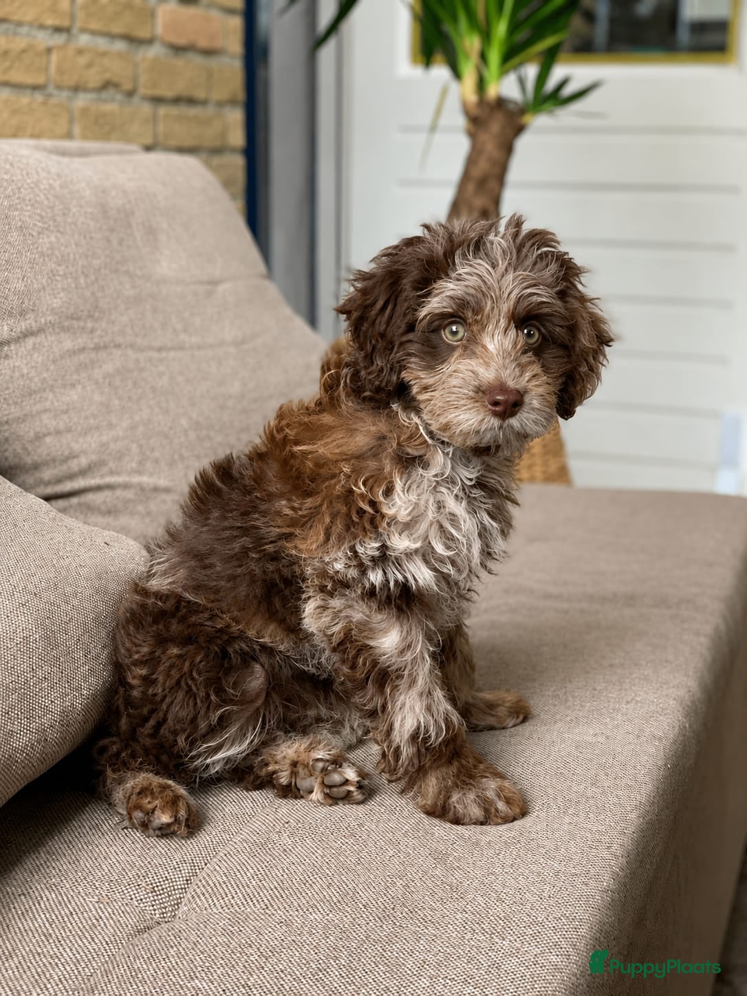 Labradoodle honden Labradoodle Merle teef te koop - Advertentie 4