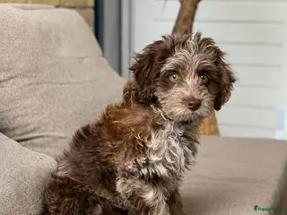 Labradoodle honden Labradoodle Merle teef te koop - Advertentie 4