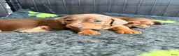 Dwergteckel honden te koop: Dwergteckel pups - Advertentie 19