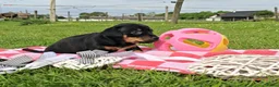 Jack Russel Terriër honden te koop: 4 Jack Russel pups: Black and Tan + Driekleurig 🐶 - Advertentie 7