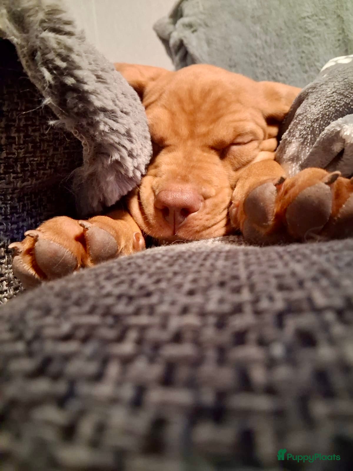 Vizsla korthaar honden Vizsla puppy’s - Advertentie 1