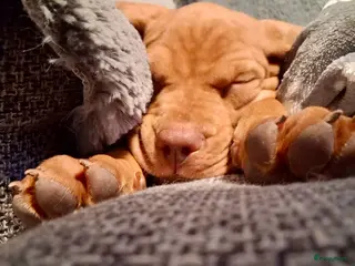 Vizsla korthaar honden Vizsla puppy’s - Advertentie 2
