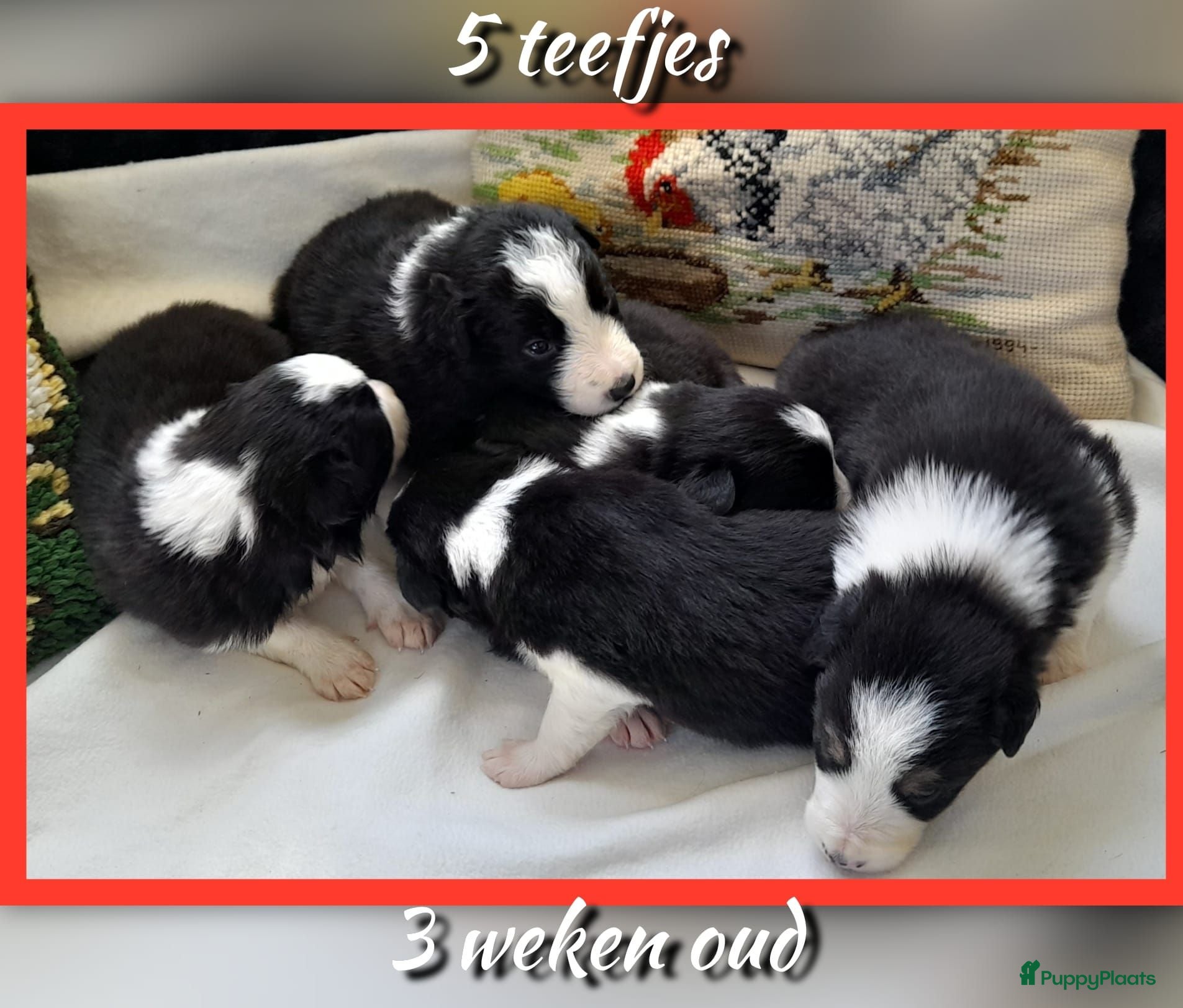 Border Collie honden Prachtige, raszuivere Border Collie puppy's - Advertentie 1