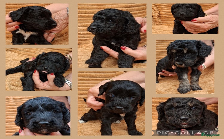 Kruising honden - Advertentie 2