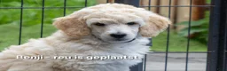 Labradoodle honden te koop: Poedel outcross pups | DNA-geteste ouderdieren - Advertentie 25