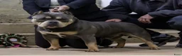 Amerikaanse Bully honden te koop: 4 prachtige pocket bully pups te koop - Advertentie 9