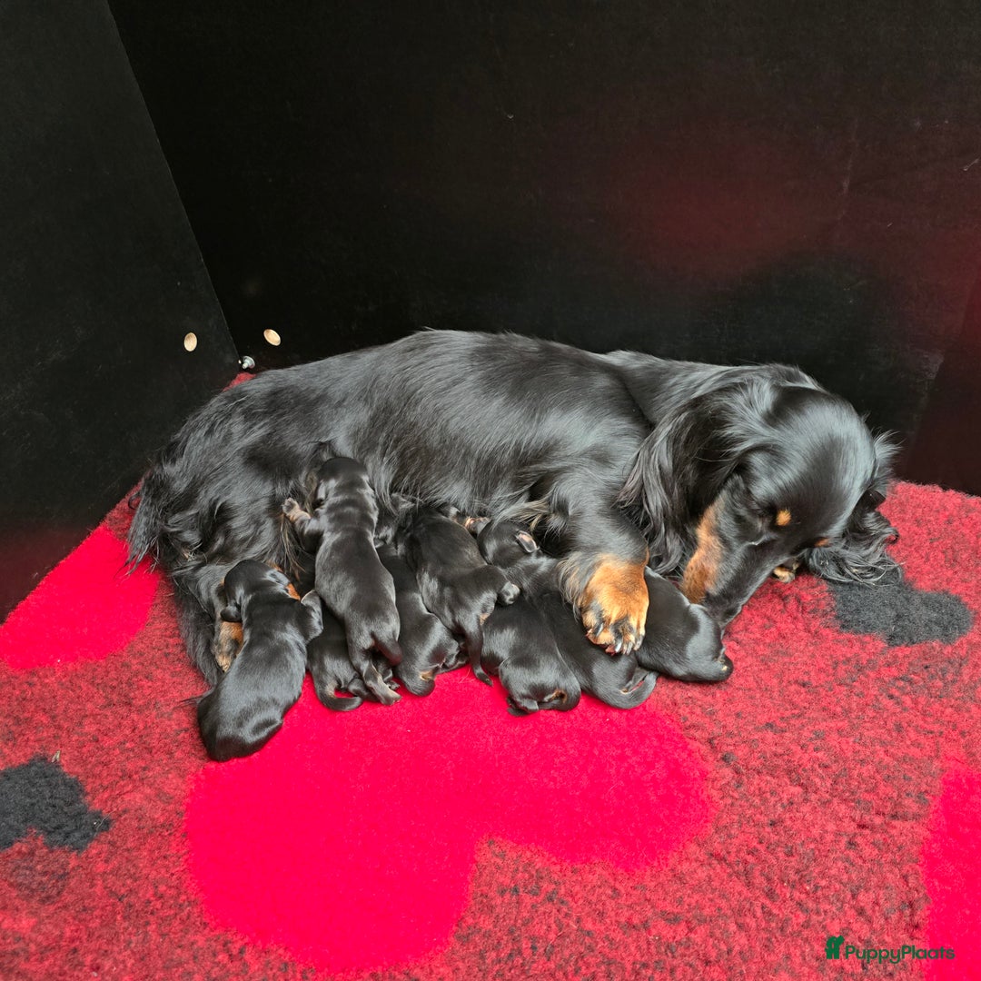 Teckel (langhaar) honden te koop: St. Langharige Black & Tan puppy's te koop - Afbeelding 6