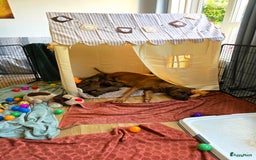 Rhodesian Ridgeback honden te koop: Rhodesian Ridgeback pups+stamboom 2reutjes 8weken  in Wierden - Afbeelding 36