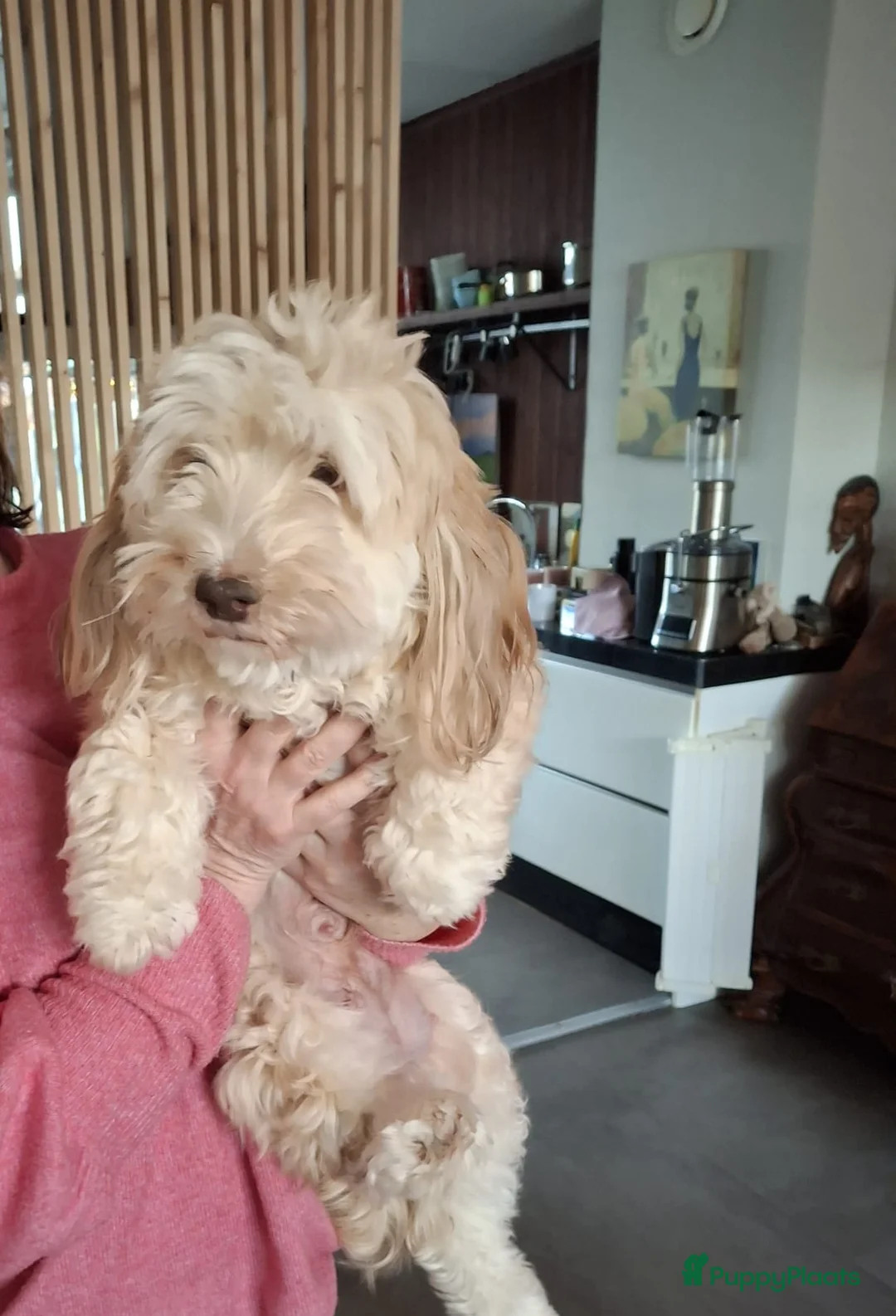 Havanezer honden te koop: Super mooie gezonde Havanezerpups met fci stamboom - Advertentie 1