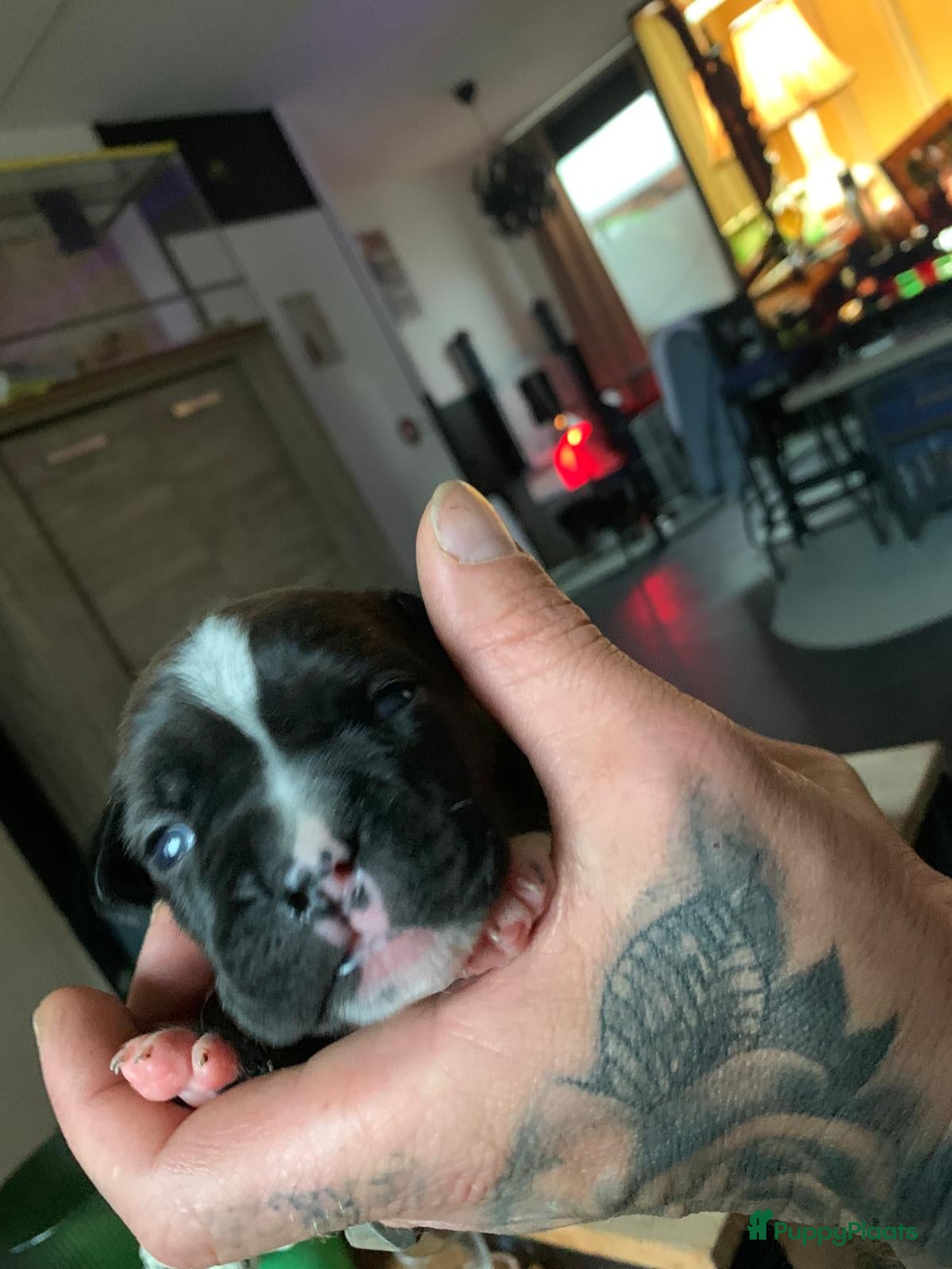 Kruising honden te koop: Mooie kruising fransebull / Americanbull - Advertentie 14
