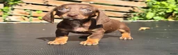 Dwergteckel honden te koop: Knapste teckel pups - Advertentie 10