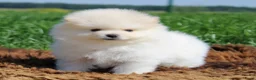 Pomeriaan honden te koop: Pomeriaan pups - Advertentie 6