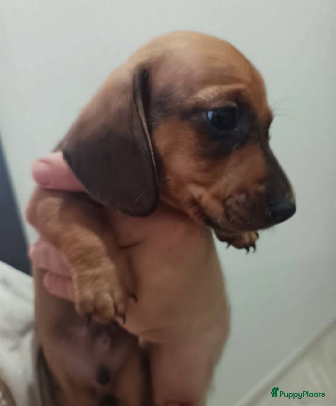 Teckel (korthaar)  honden te koop: Teckel puppy’s  - Advertentie 3