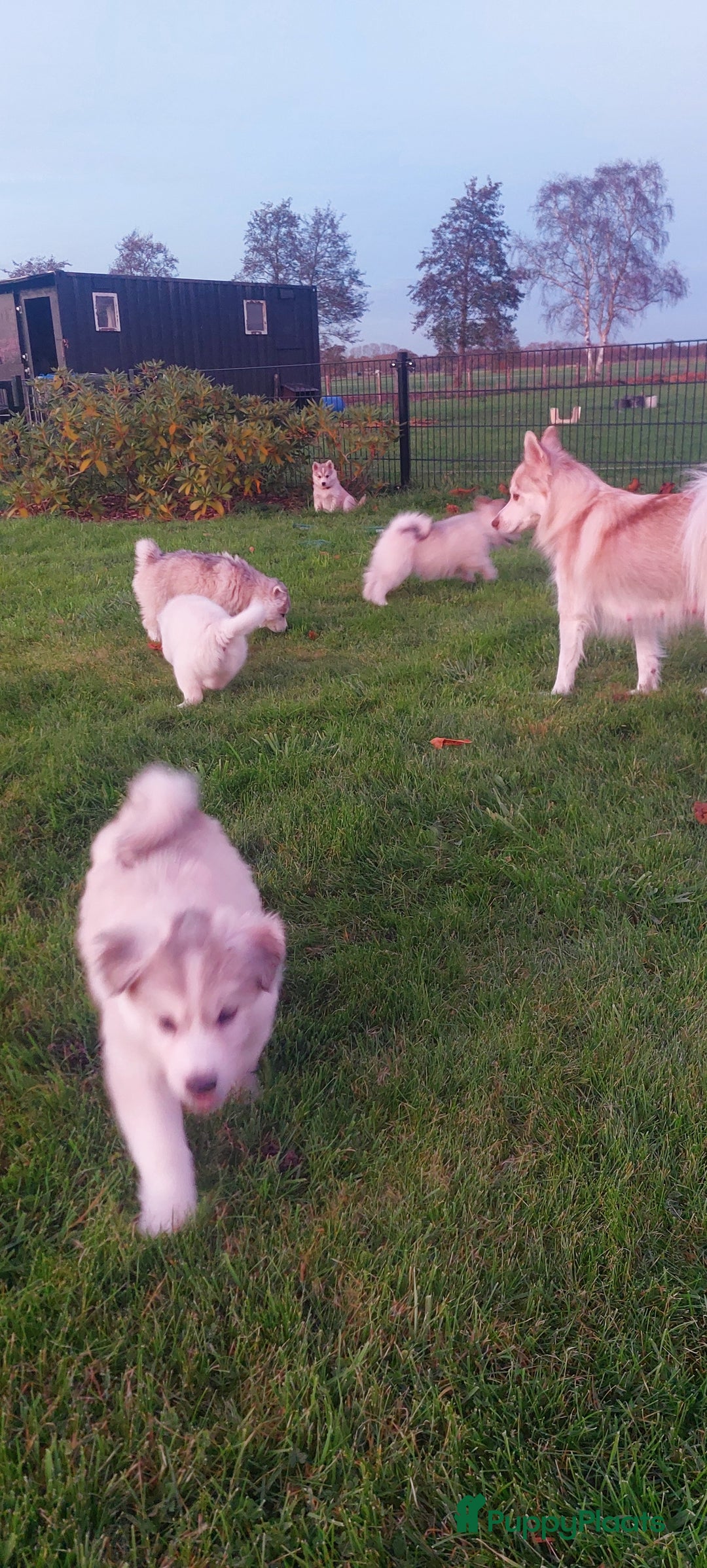 Pomsky honden te koop: Prachtige pomsky pups! - Advertentie 6
