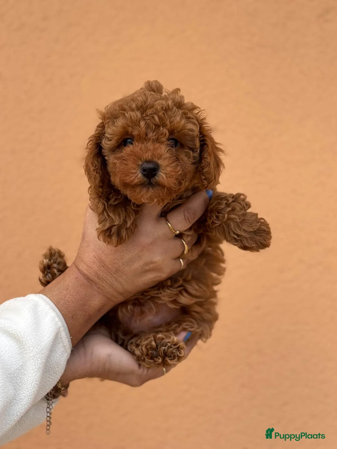 Poedel Toy honden te koop: Toypoedel toy poedel - Advertentie 14