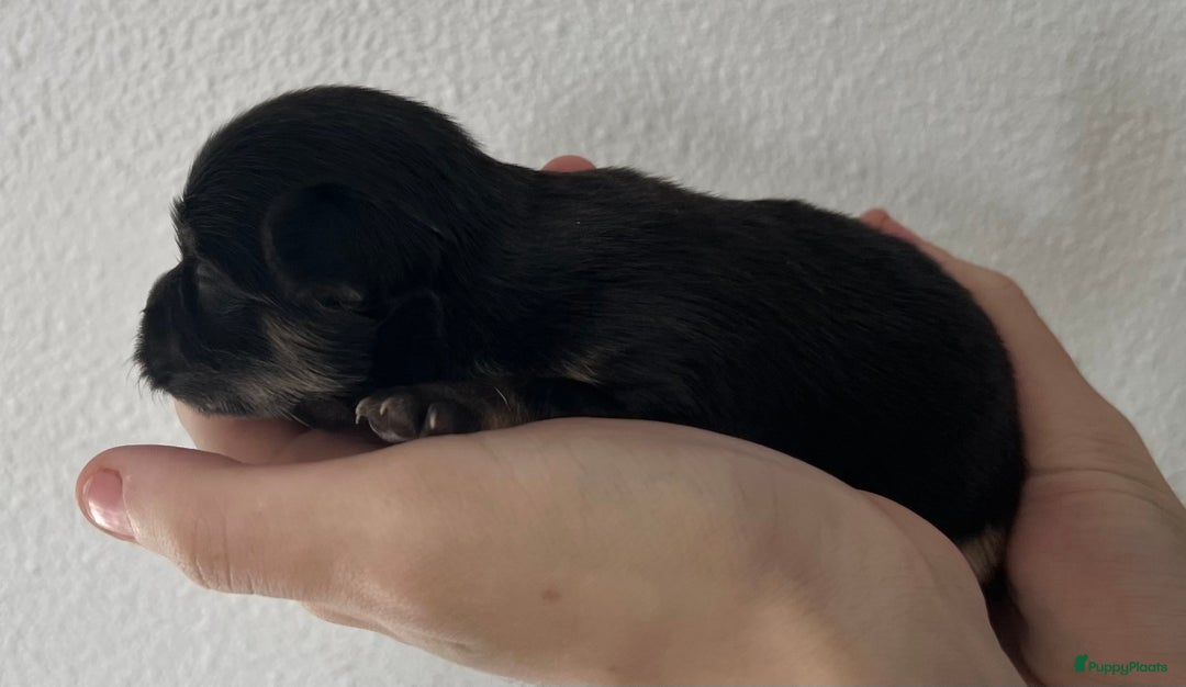 Chihuahua honden te koop: Mooie en lieve langhaar chihuahua. - Advertentie 13