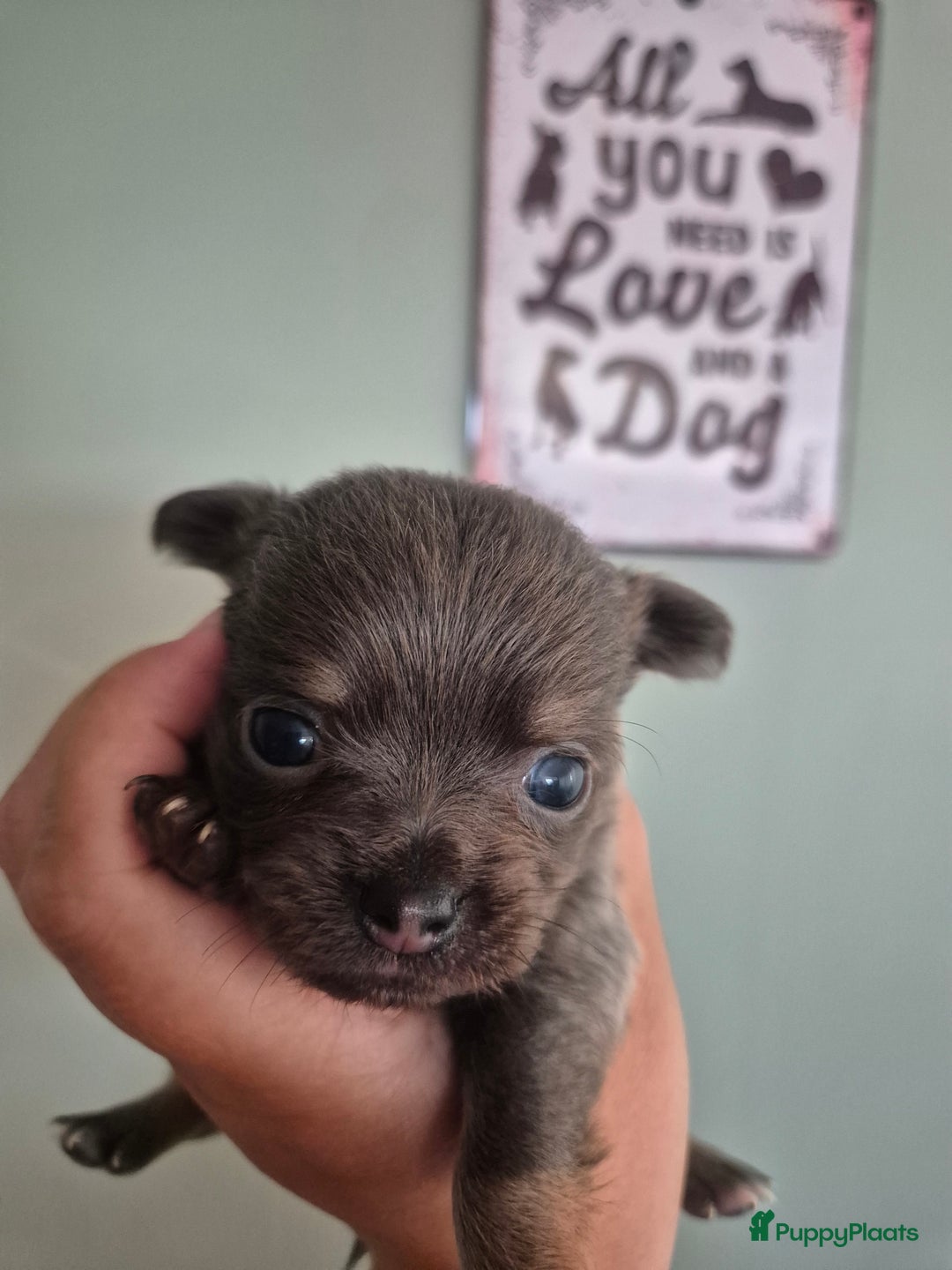 Chihuahua honden te koop: Mooi Blauw Langharig Chihuahua Teefje - Afbeelding 1