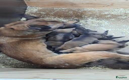 Mechelse Herder honden te koop: Mechelse herder puppy's  - Afbeelding 2