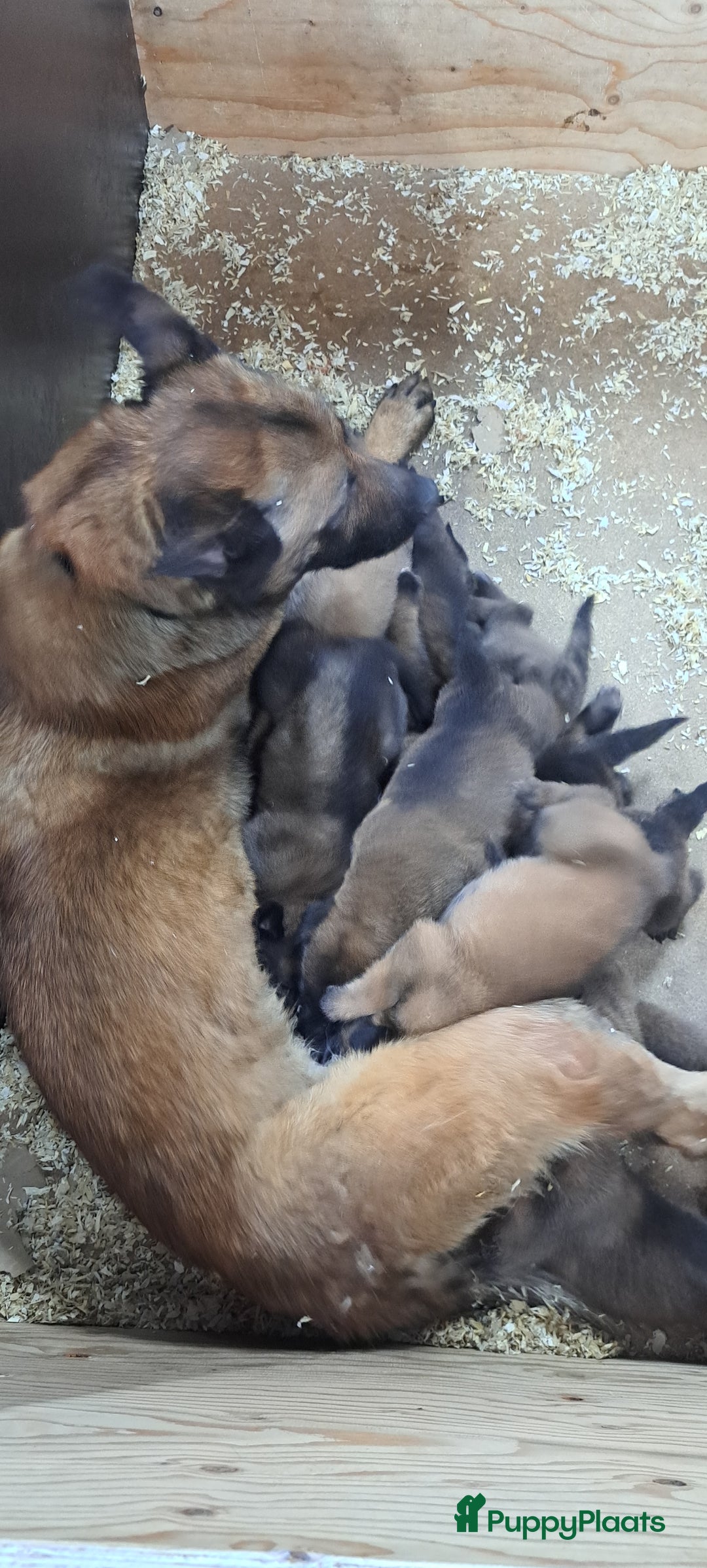Mechelse Herder honden te koop: Mechelse herder puppy's  - Afbeelding 2
