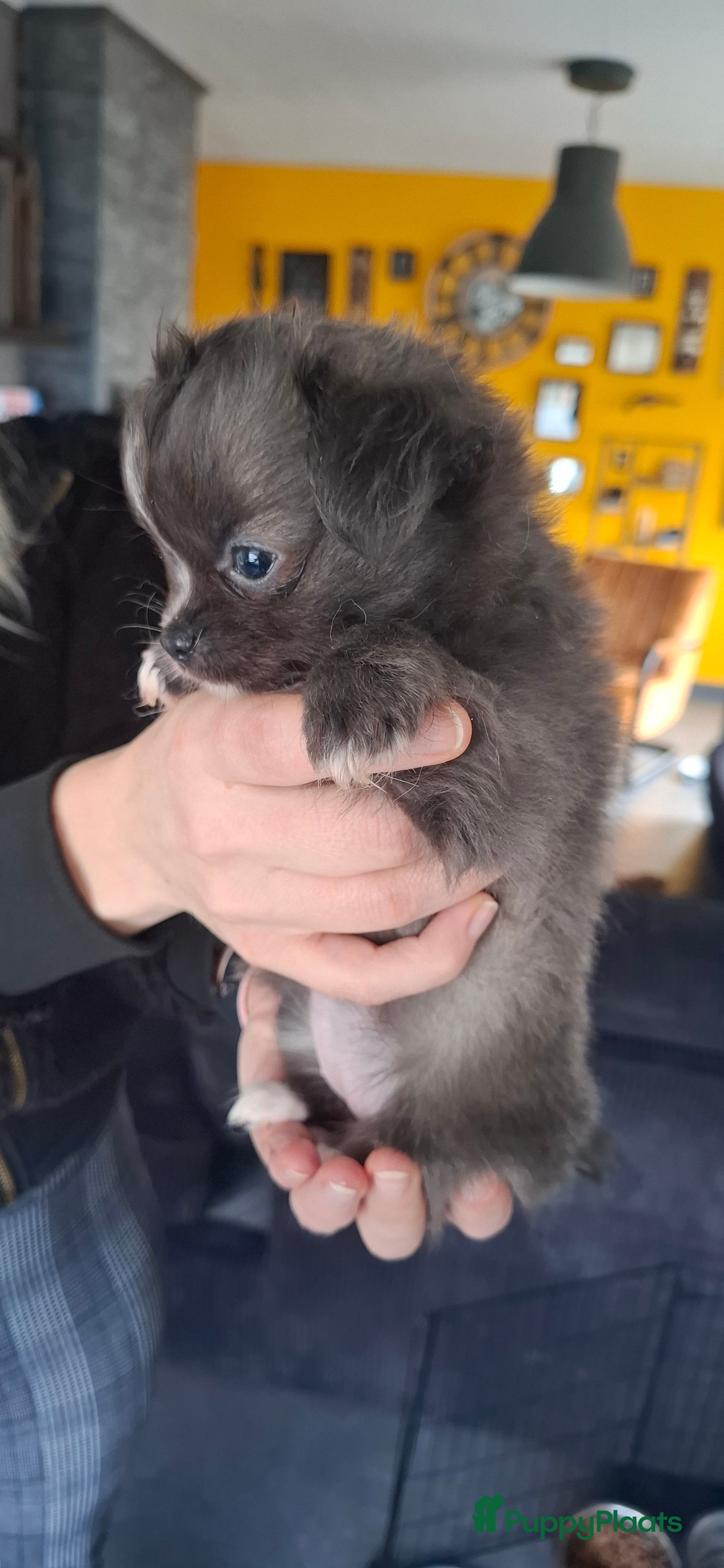 Chihuahua honden Chihuahua teefje - Advertentie 1