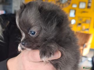 Chihuahua honden Chihuahua teefje - Advertentie 1