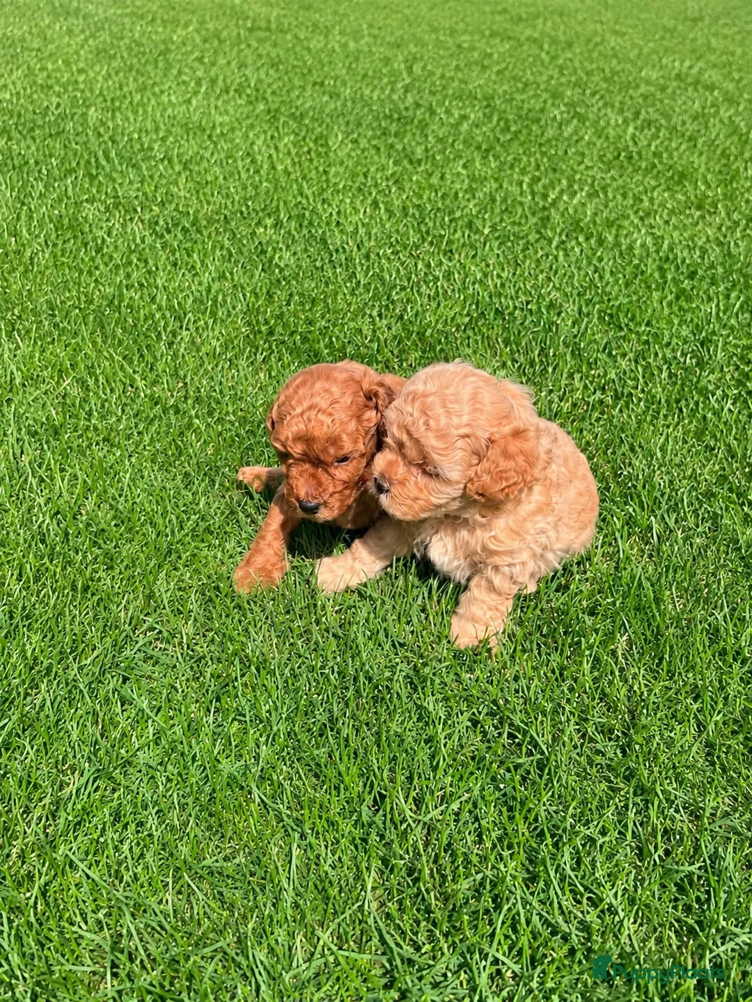 Maltipoo honden te koop: 2 Prachtige reutjes - Advertentie 2