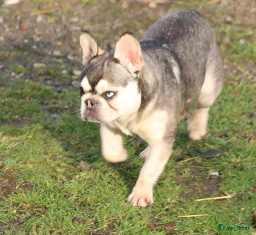 Franse Bulldog honden te koop: Franse Bulldog pups België  - Advertentie 13
