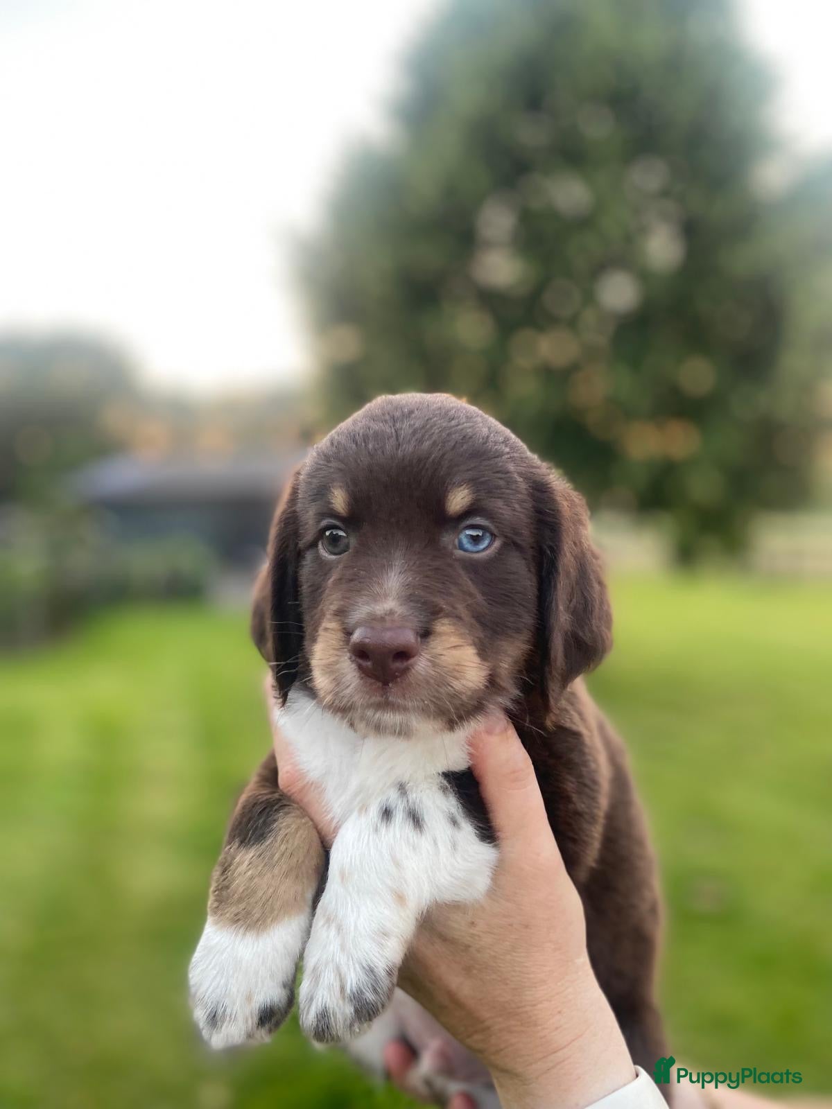 Kruising honden Prachtige pups Heidewachtel/ Australian Shepperd - Advertentie 1